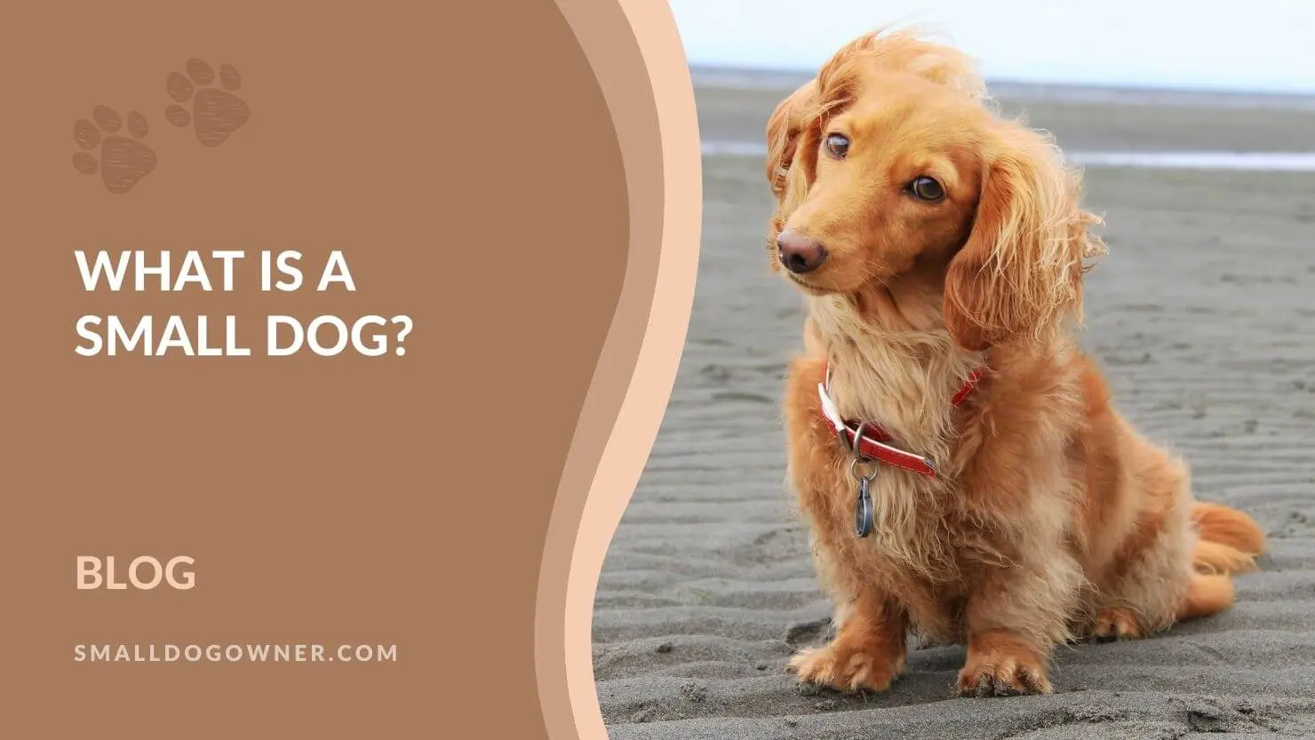What is a small dog?