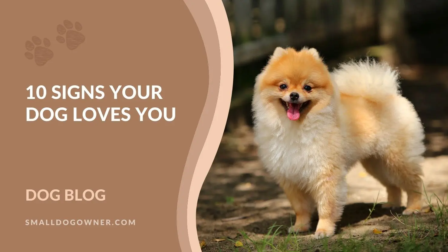 10 signs your dog loves you