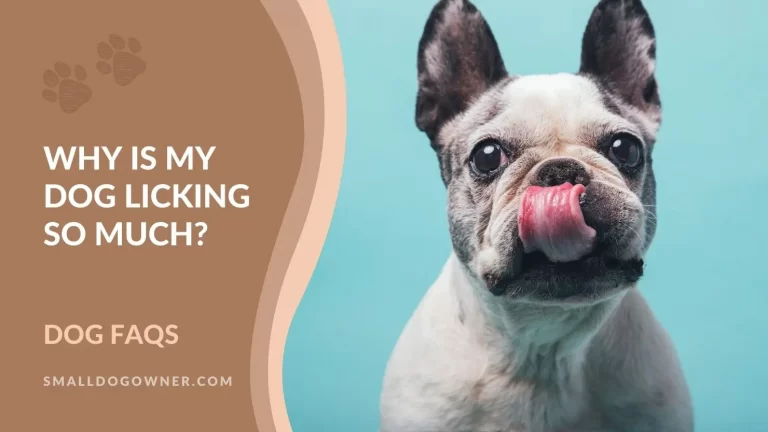 Why is my dog licking so much?