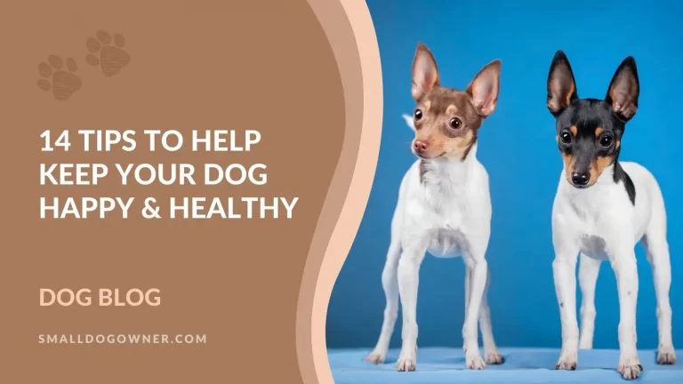 14 tips to help keep your dog happy and healthy