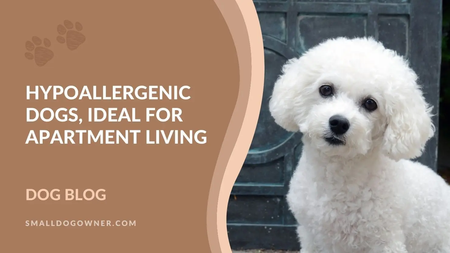 Hypoallergenic apartment dogs