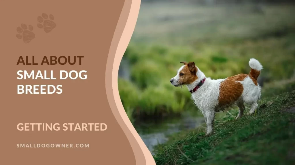 All about small dog breeds