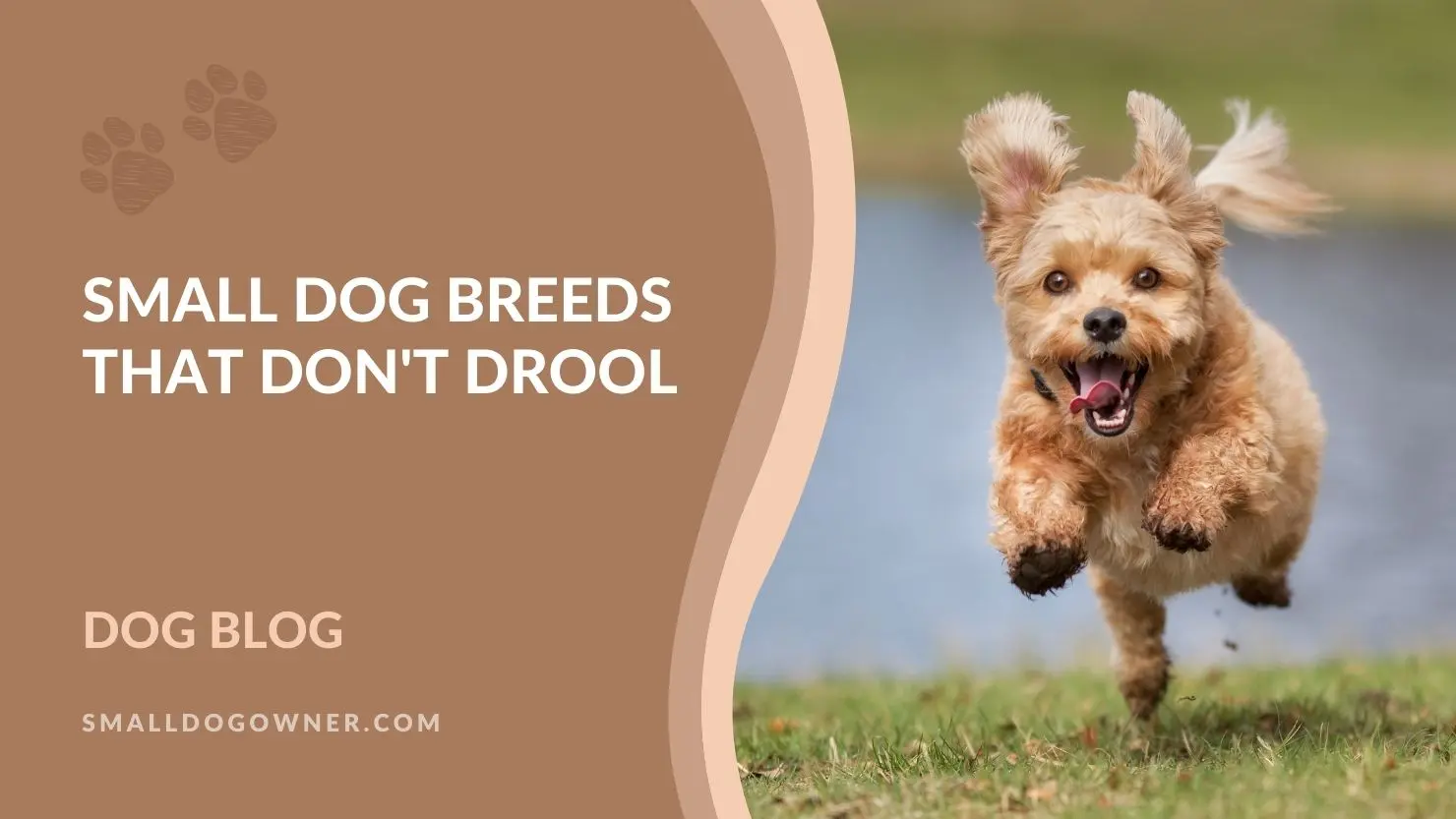 Small dog breeds that don't drool