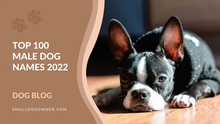 Top 100 male dog names 2022