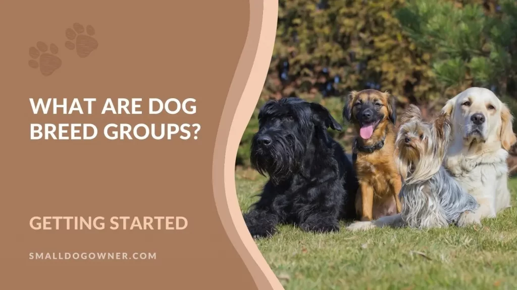 What are dog breed groups?