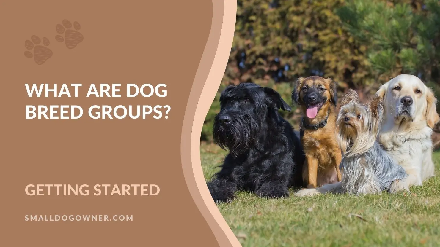 What are dog breed groups?