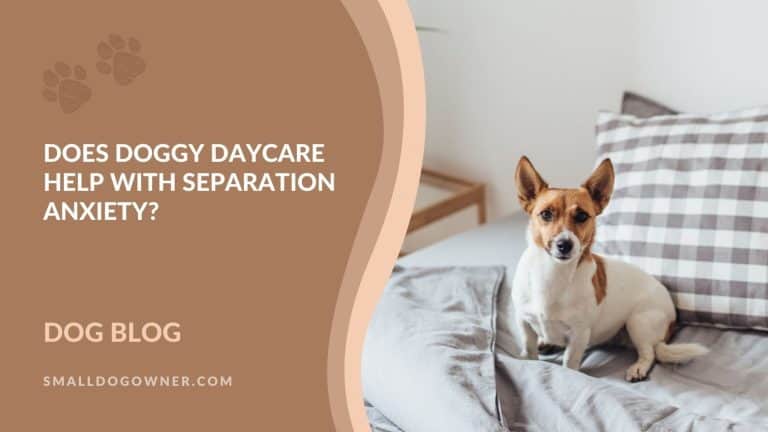 Does doggy daycare help with separation anxiety?