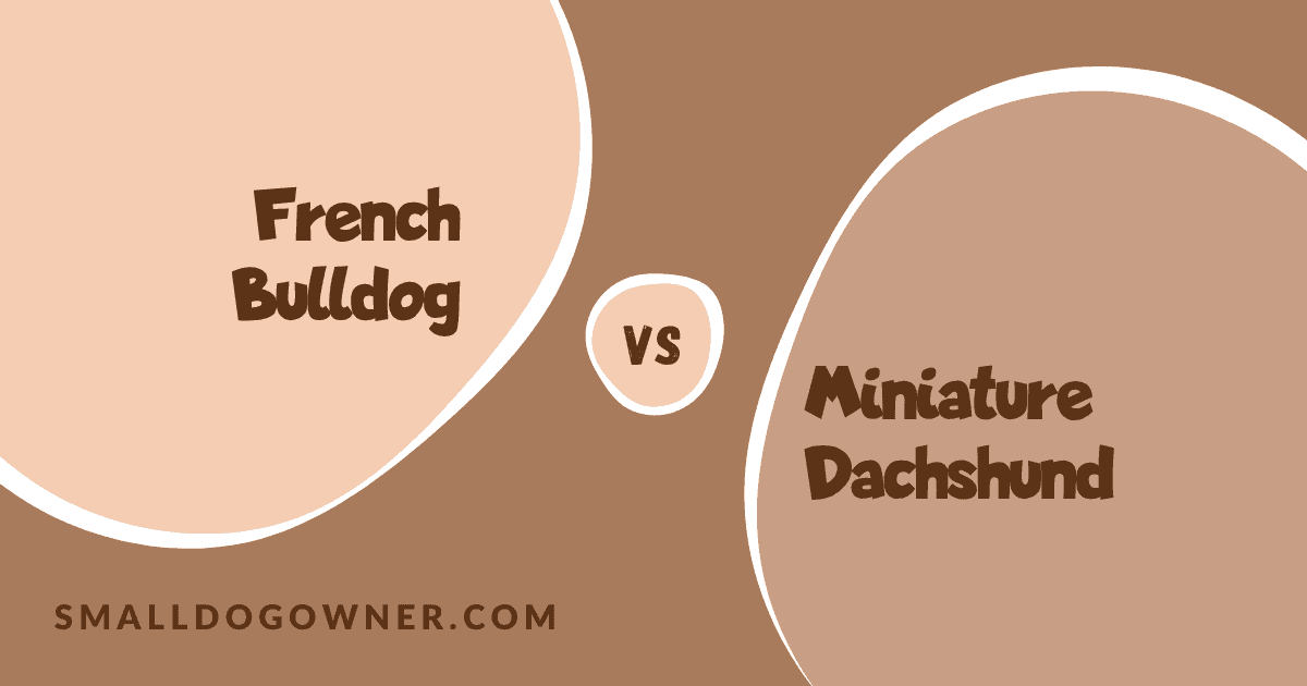 French Bulldog VS Miniature Dachshund
