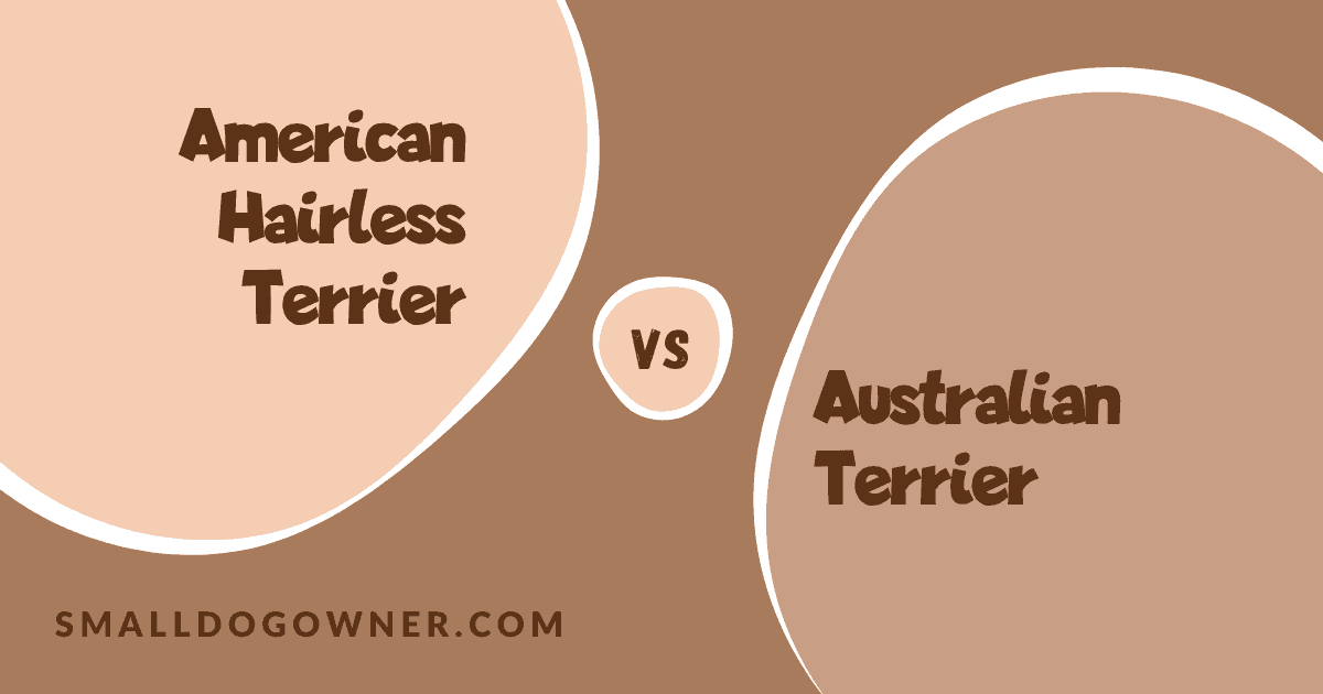 American Hairless Terrier VS Australian Terrier