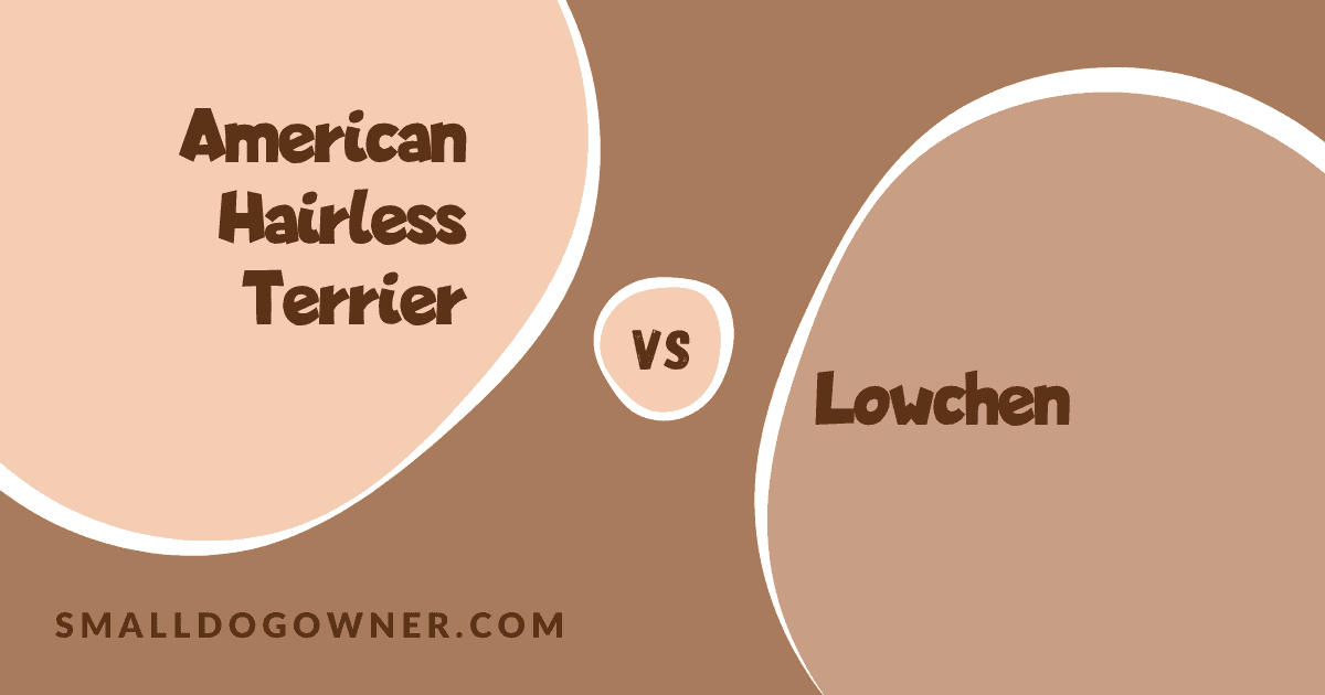 American Hairless Terrier VS Lowchen