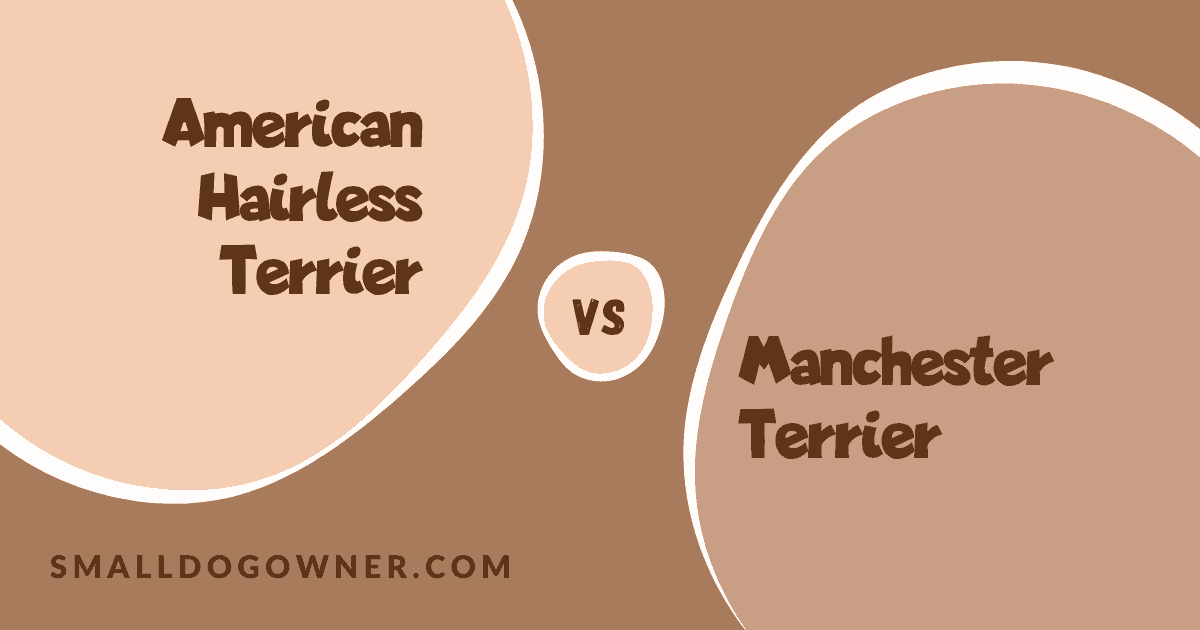 American Hairless Terrier VS Manchester Terrier