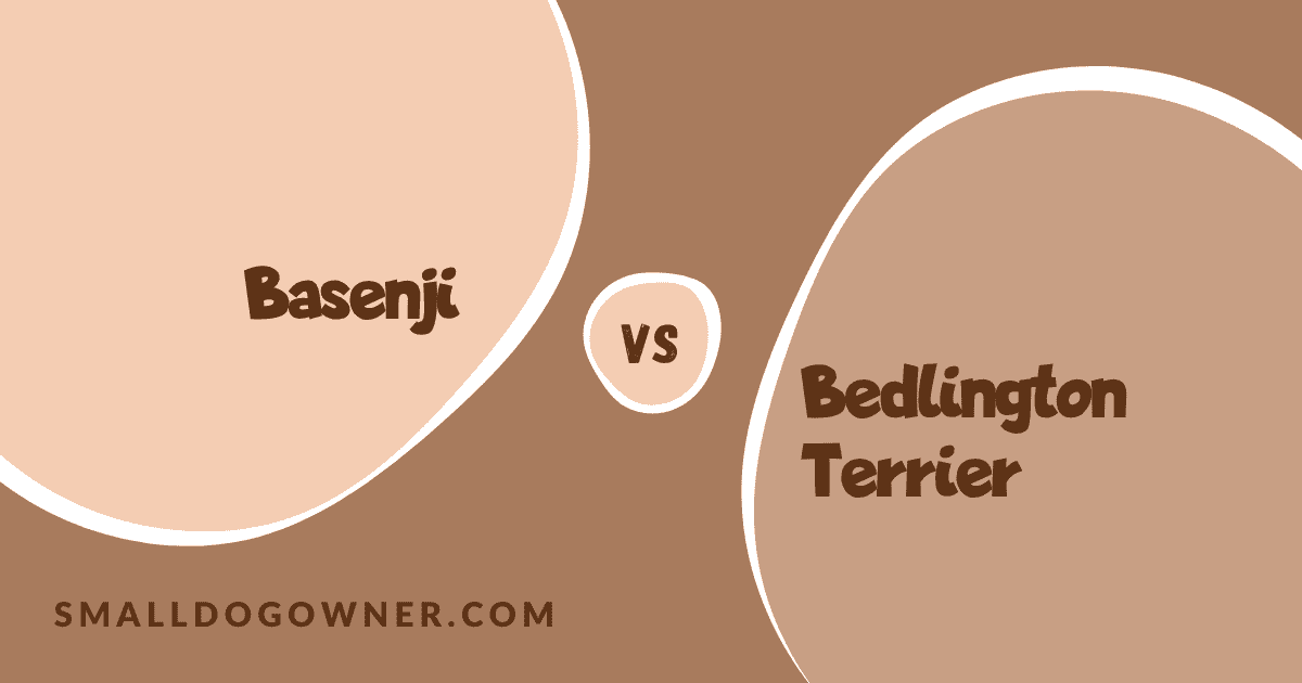 Basenji VS Bedlington Terrier