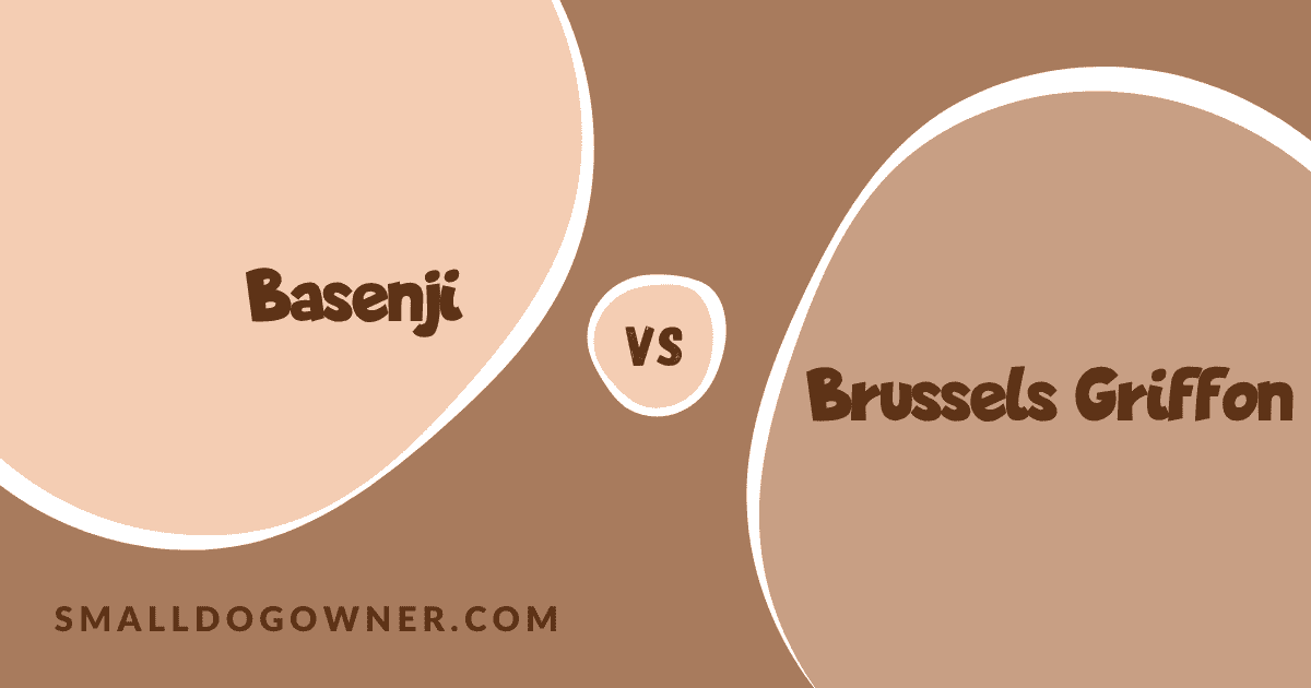Basenji VS Brussels Griffon