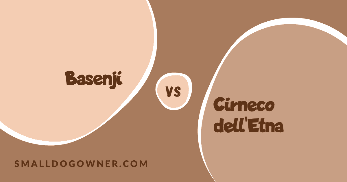 Basenji VS Cirneco dell'Etna