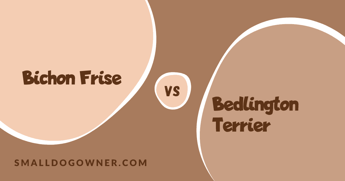 Bichon Frise VS Bedlington Terrier