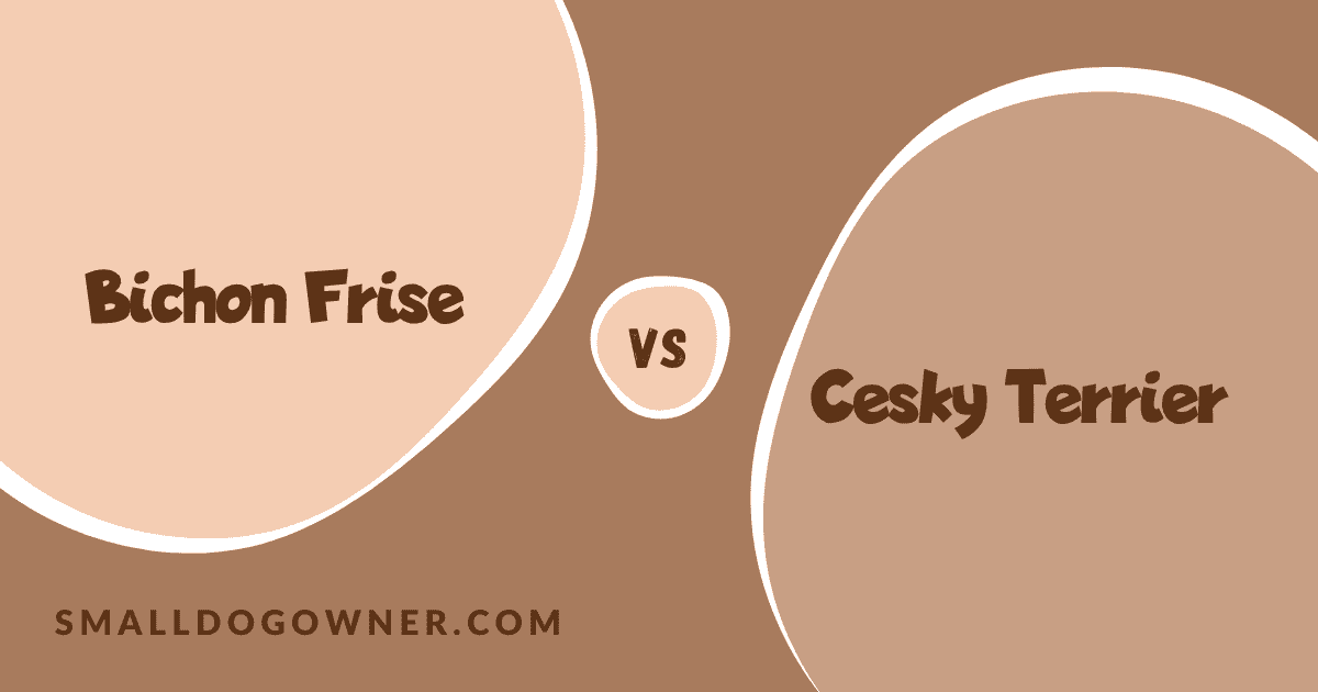 Bichon Frise VS Cesky Terrier