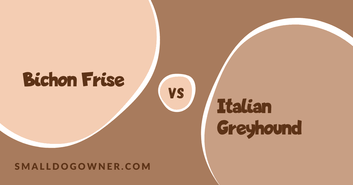 Bichon Frise VS Italian Greyhound