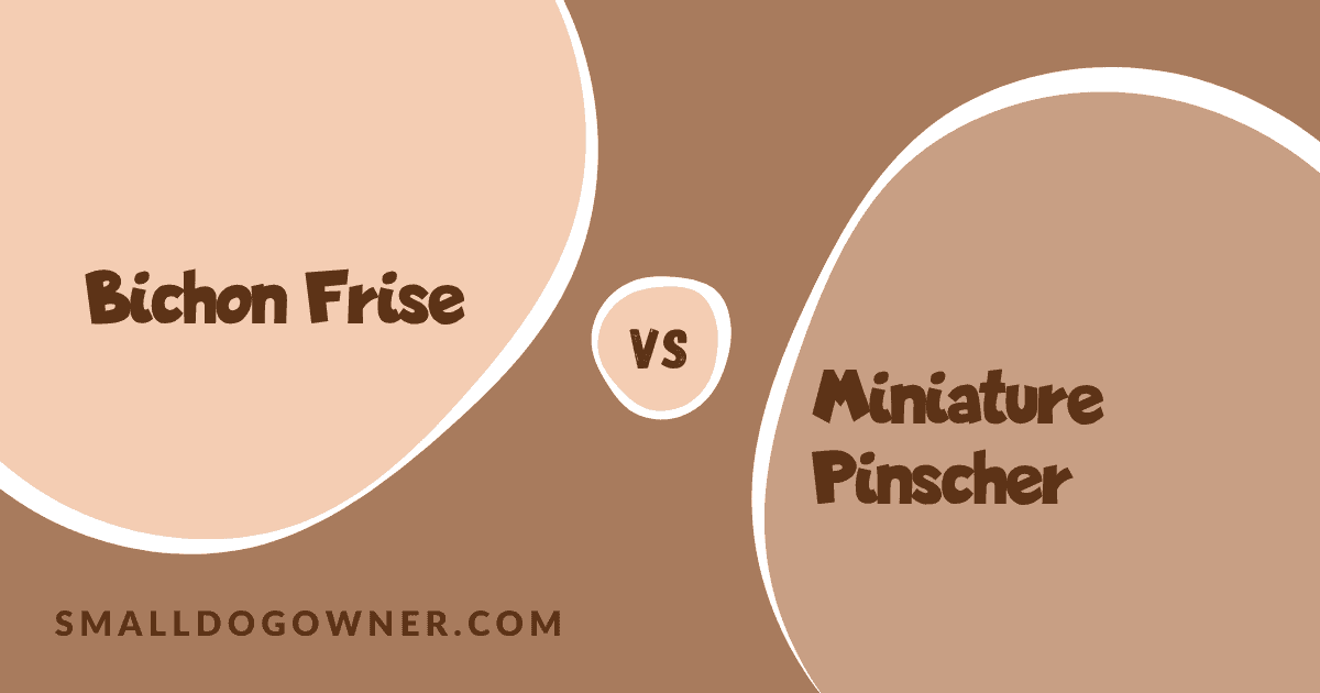Bichon Frise VS Miniature Pinscher