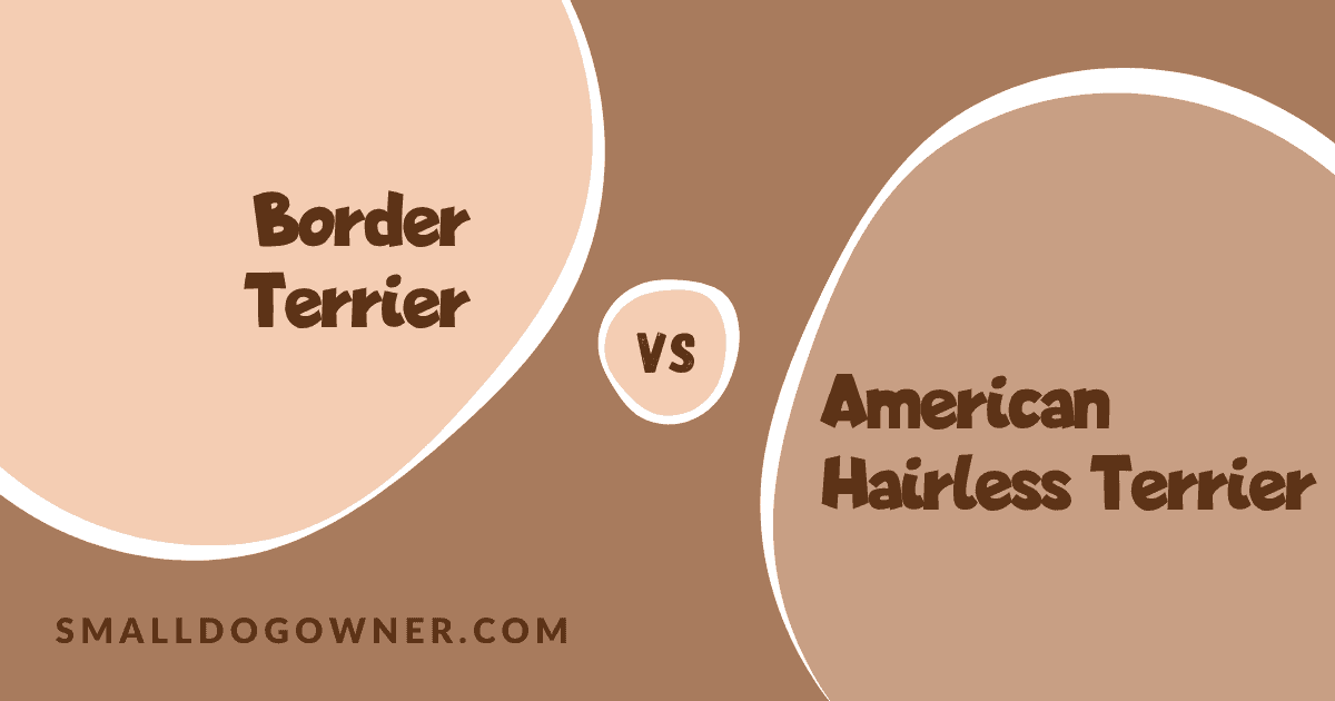Border Terrier VS American Hairless Terrier