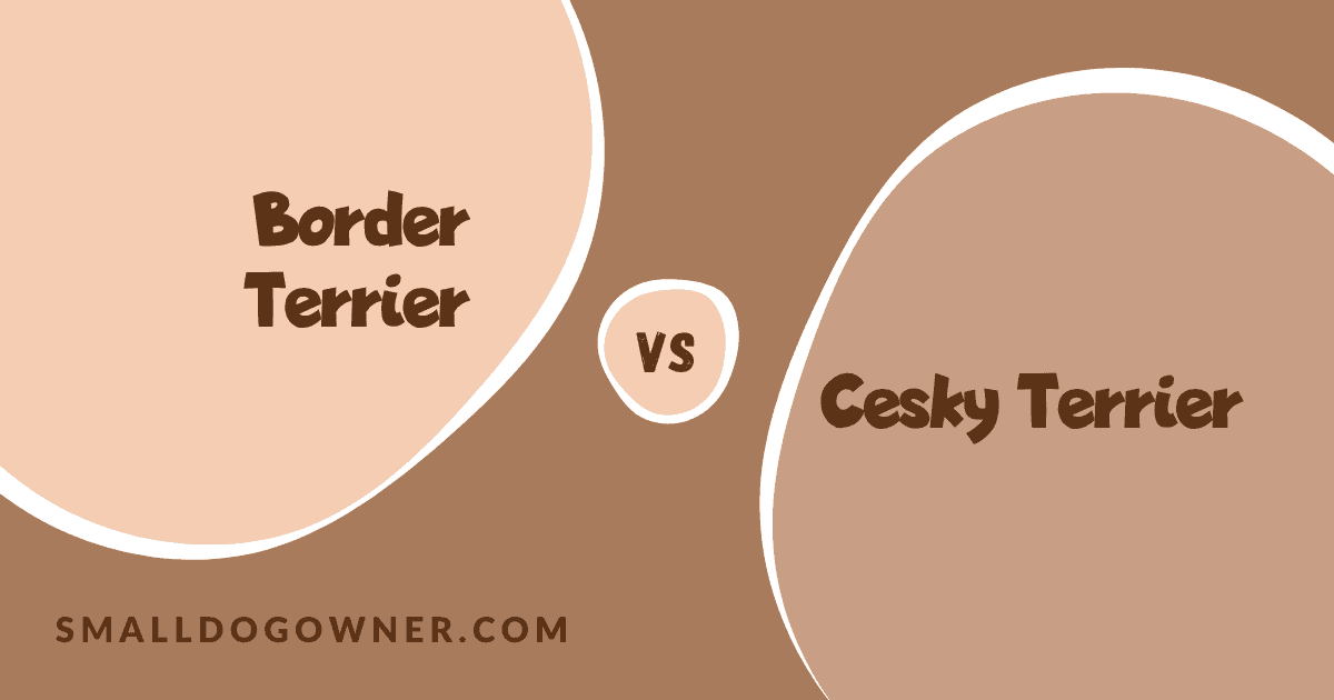 Border Terrier VS Cesky Terrier