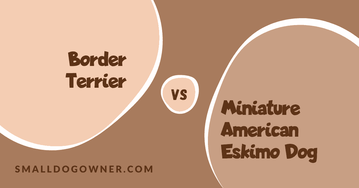 Border Terrier VS Miniature American Eskimo Dog