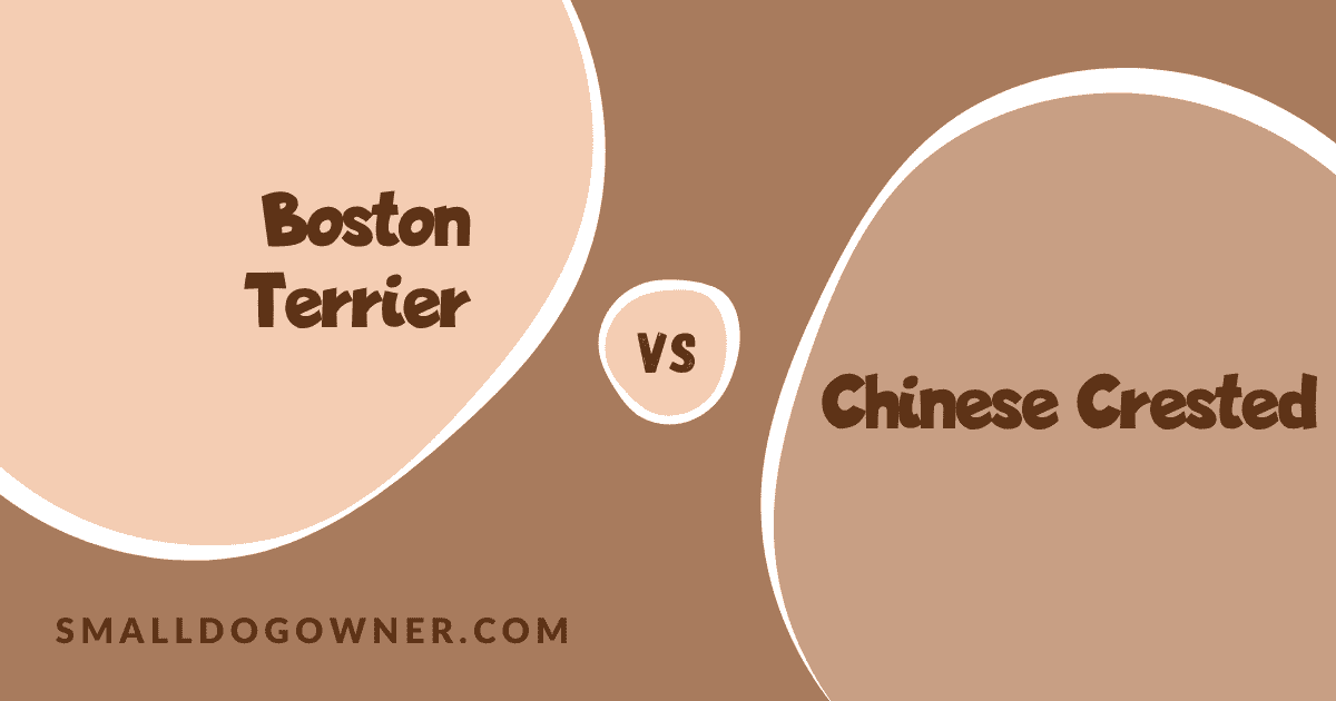 Boston Terrier VS Chinese Crested