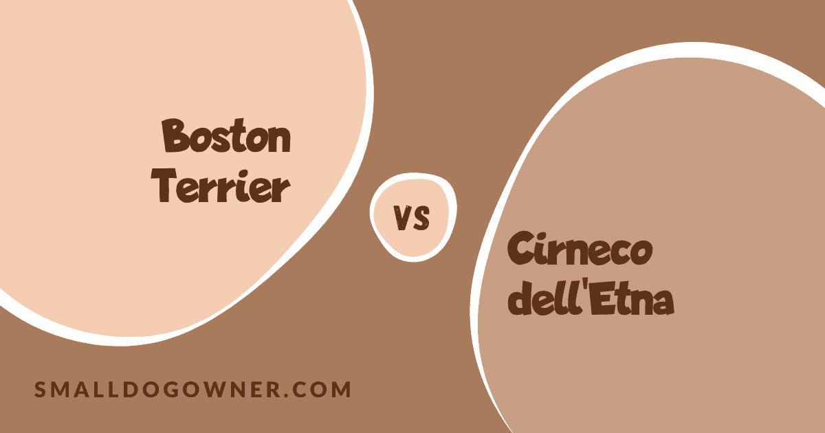 Boston Terrier VS Cirneco dell'Etna