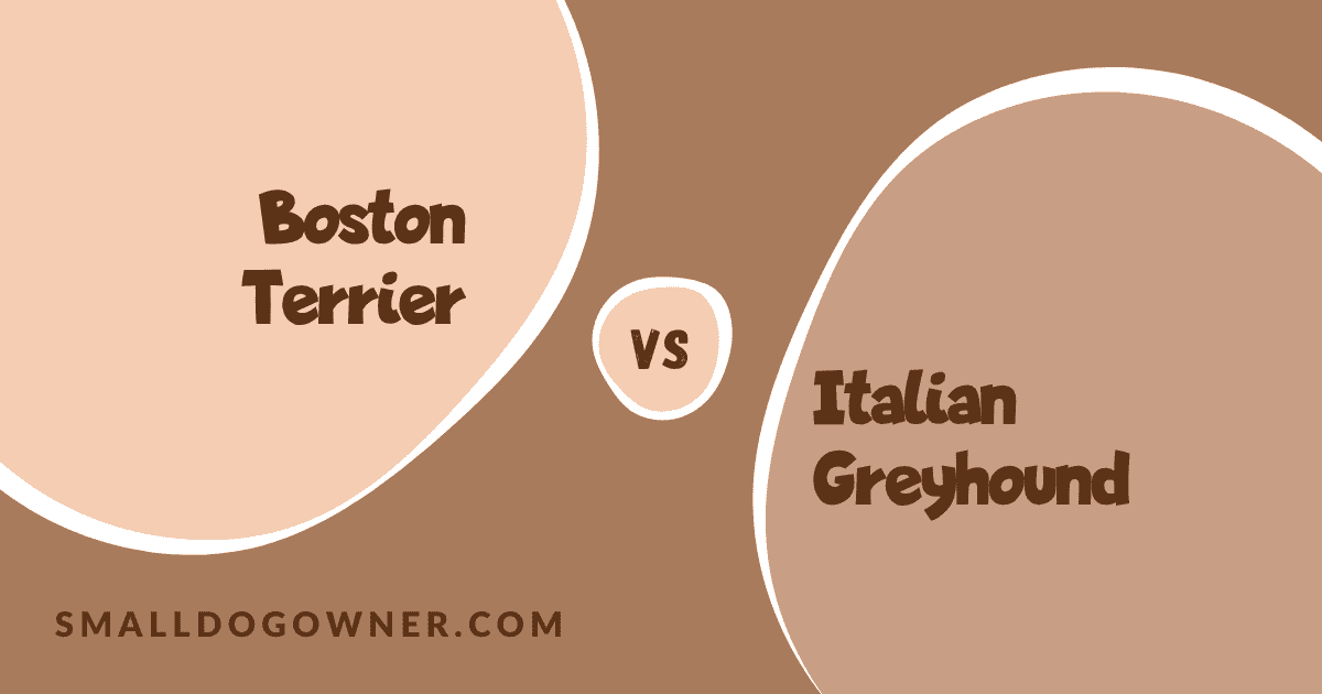 Boston Terrier VS Italian Greyhound