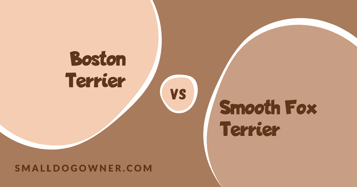 Boston Terrier VS Smooth Fox Terrier