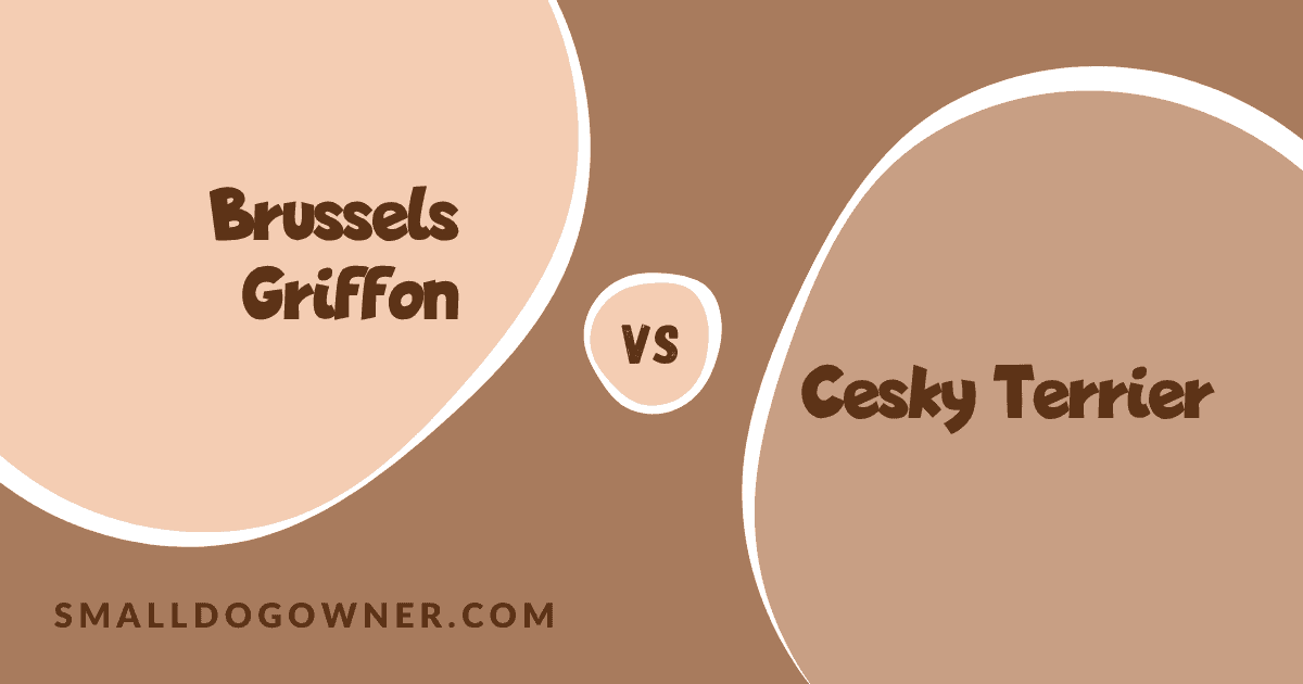 Brussels Griffon VS Cesky Terrier