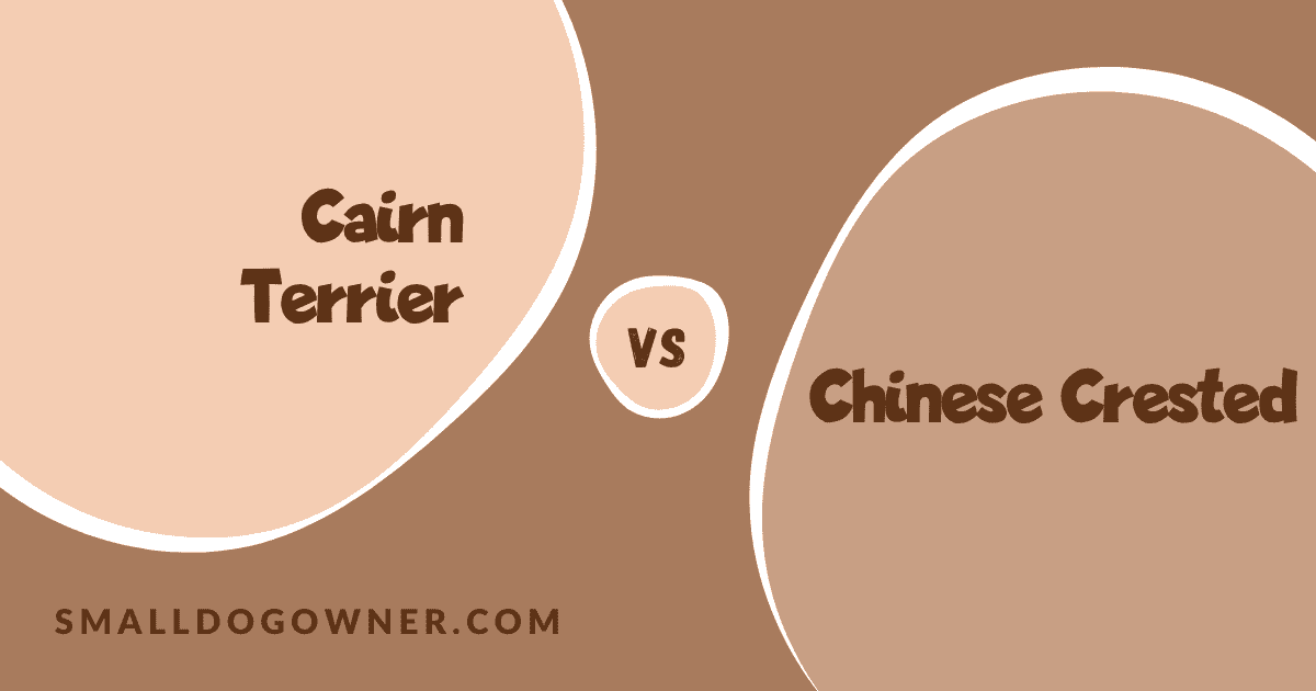 Cairn Terrier VS Chinese Crested