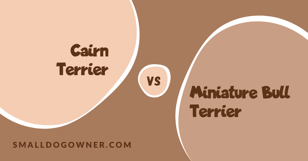 Cairn Terrier VS Miniature Bull Terrier