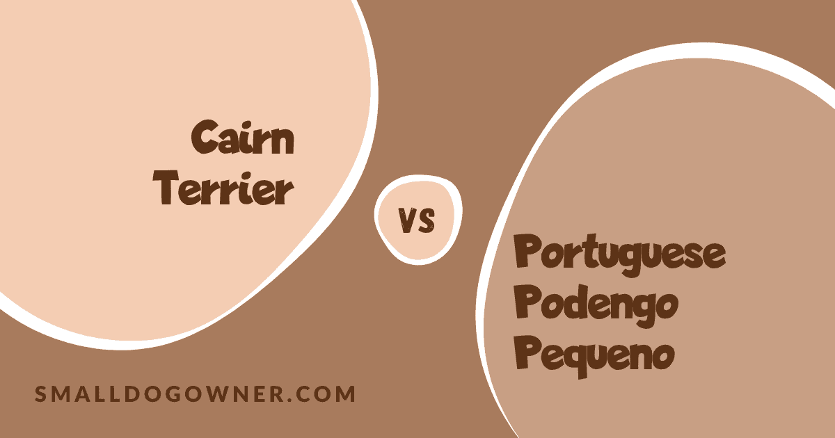 Cairn Terrier VS Portuguese Podengo Pequeno
