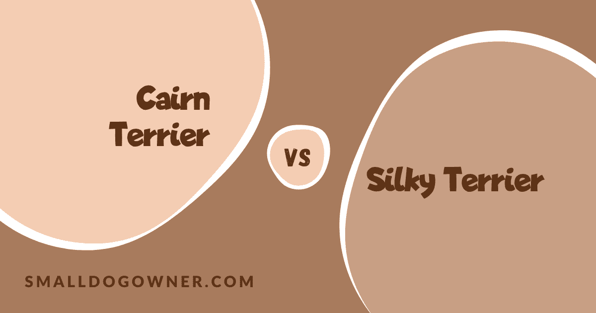 Cairn Terrier VS Silky Terrier