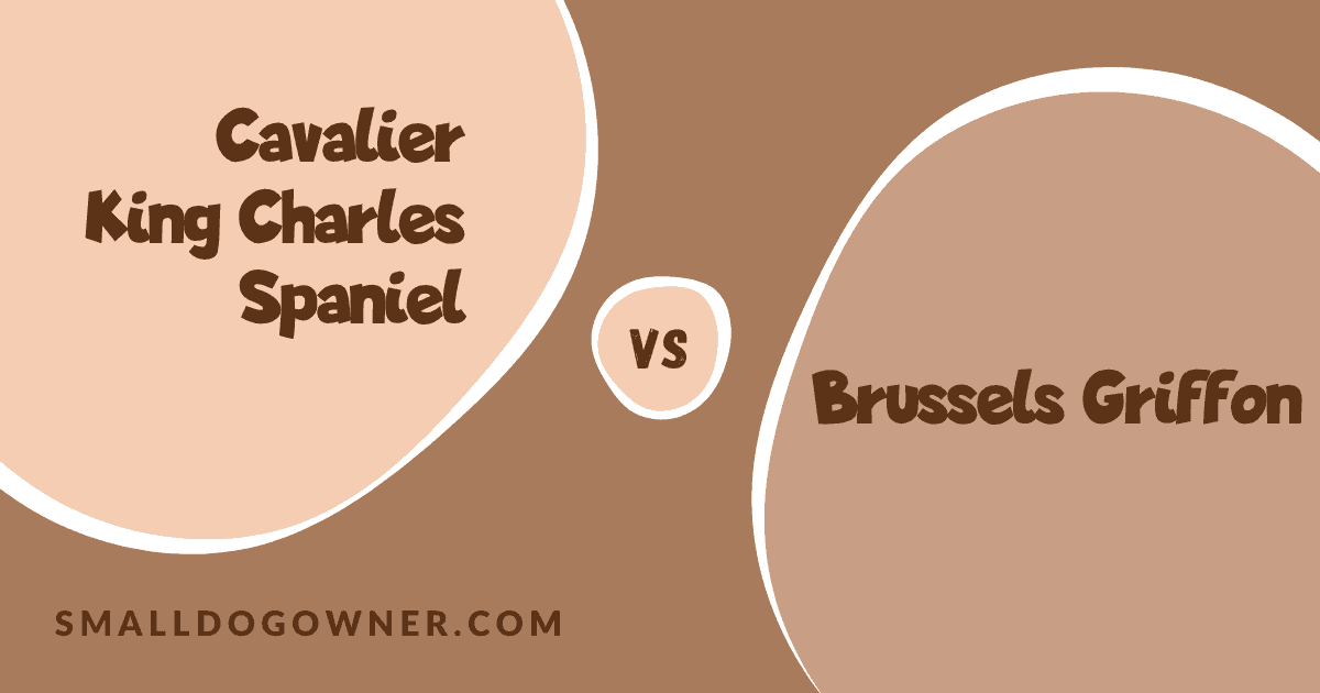 Cavalier King Charles Spaniel VS Brussels Griffon