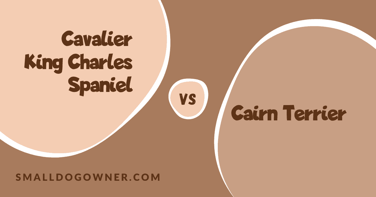 Cavalier King Charles Spaniel VS Cairn Terrier
