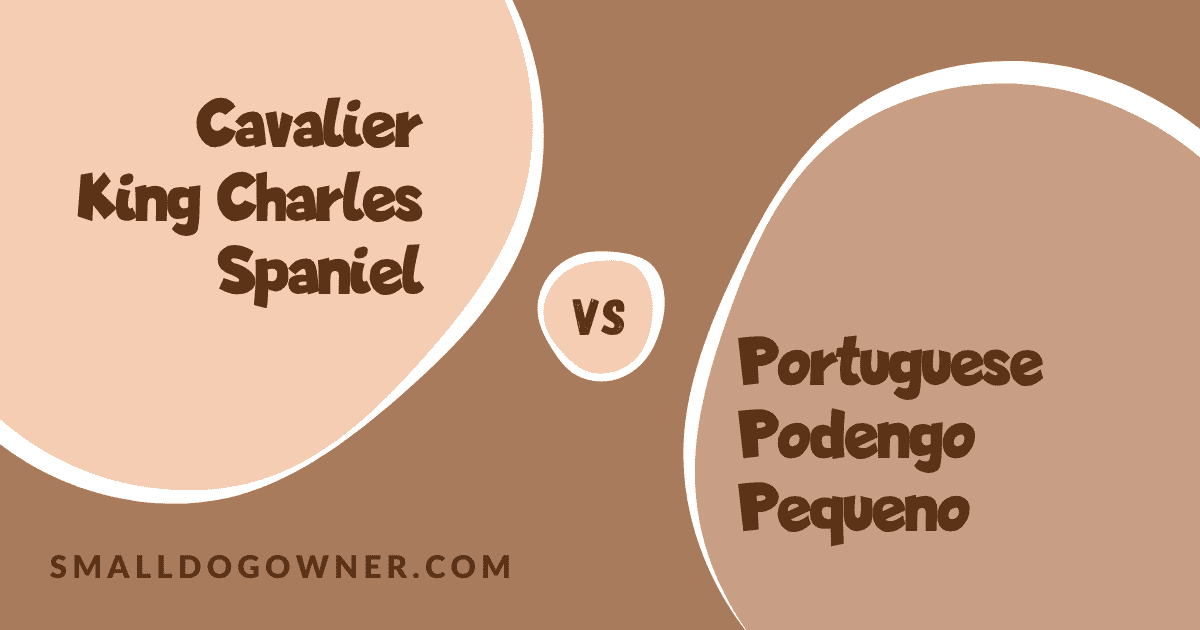Cavalier King Charles Spaniel VS Portuguese Podengo Pequeno