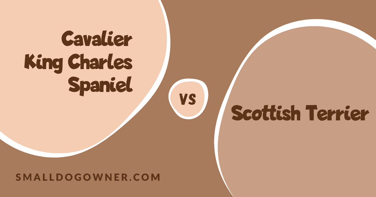Cavalier King Charles Spaniel VS Scottish Terrier