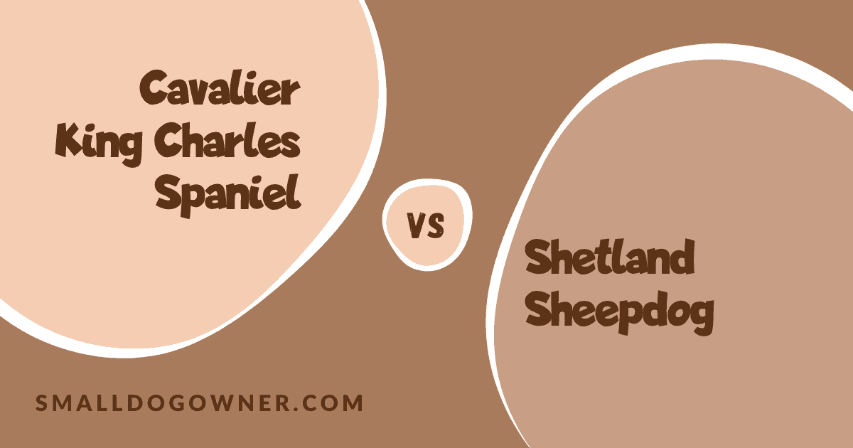 Cavalier King Charles Spaniel VS Shetland Sheepdog