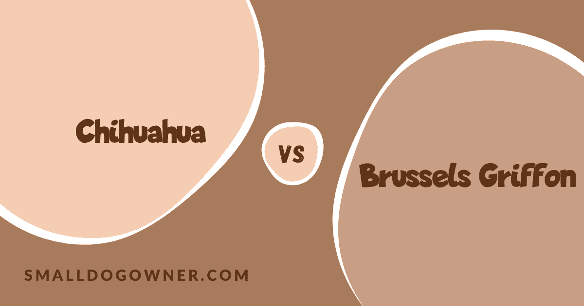 Chihuahua VS Brussels Griffon