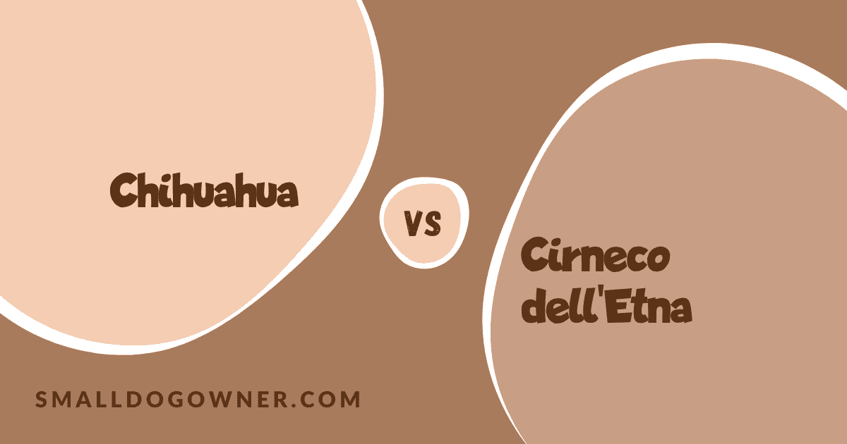 Chihuahua VS Cirneco dell'Etna