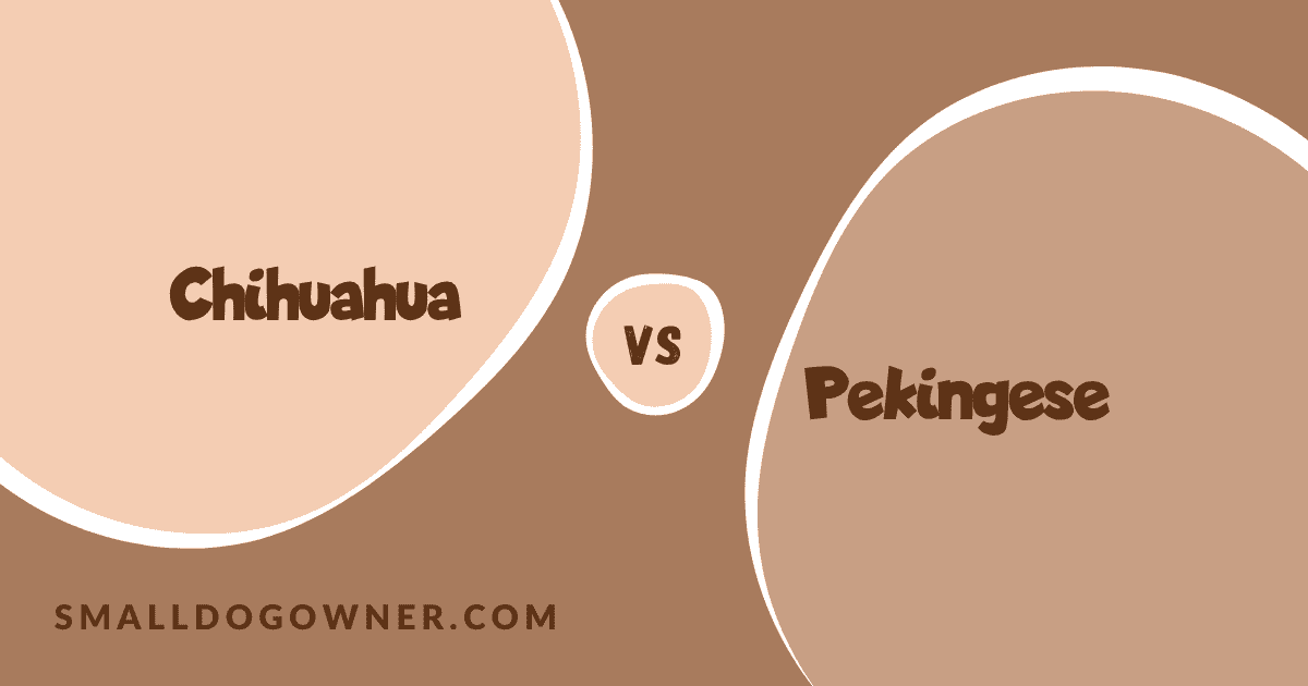 Chihuahua VS Pekingese