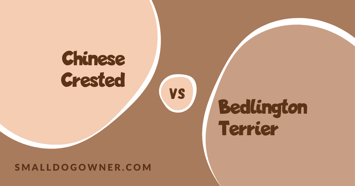 Chinese Crested VS Bedlington Terrier