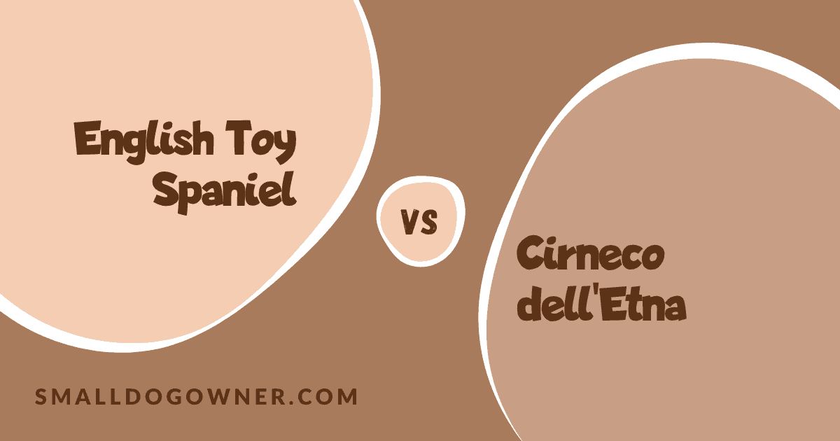 English Toy Spaniel VS Cirneco dell'Etna