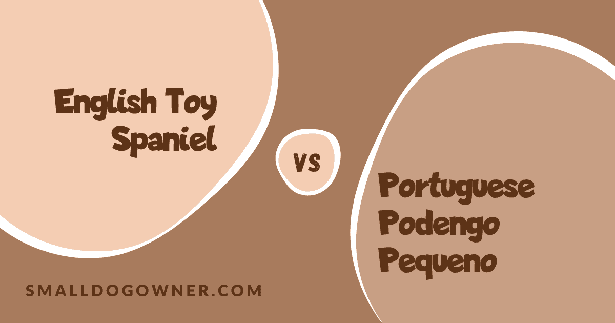 English Toy Spaniel VS Portuguese Podengo Pequeno