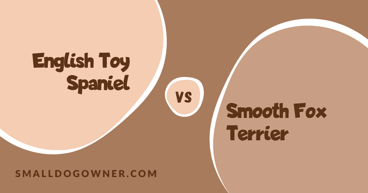 English Toy Spaniel VS Smooth Fox Terrier