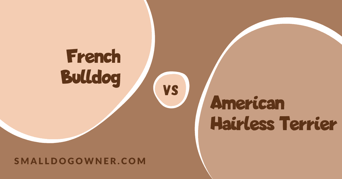 French Bulldog VS American Hairless Terrier