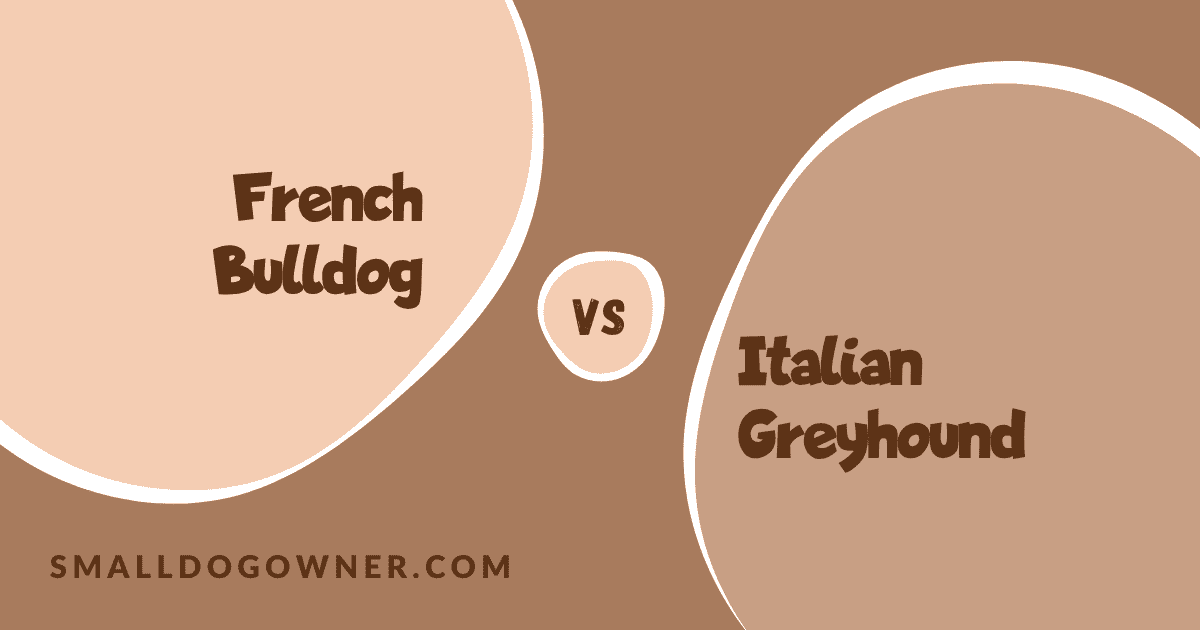 French Bulldog VS Italian Greyhound