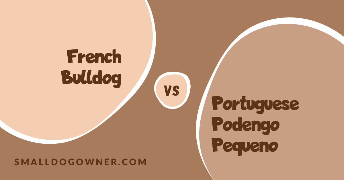 French Bulldog VS Portuguese Podengo Pequeno