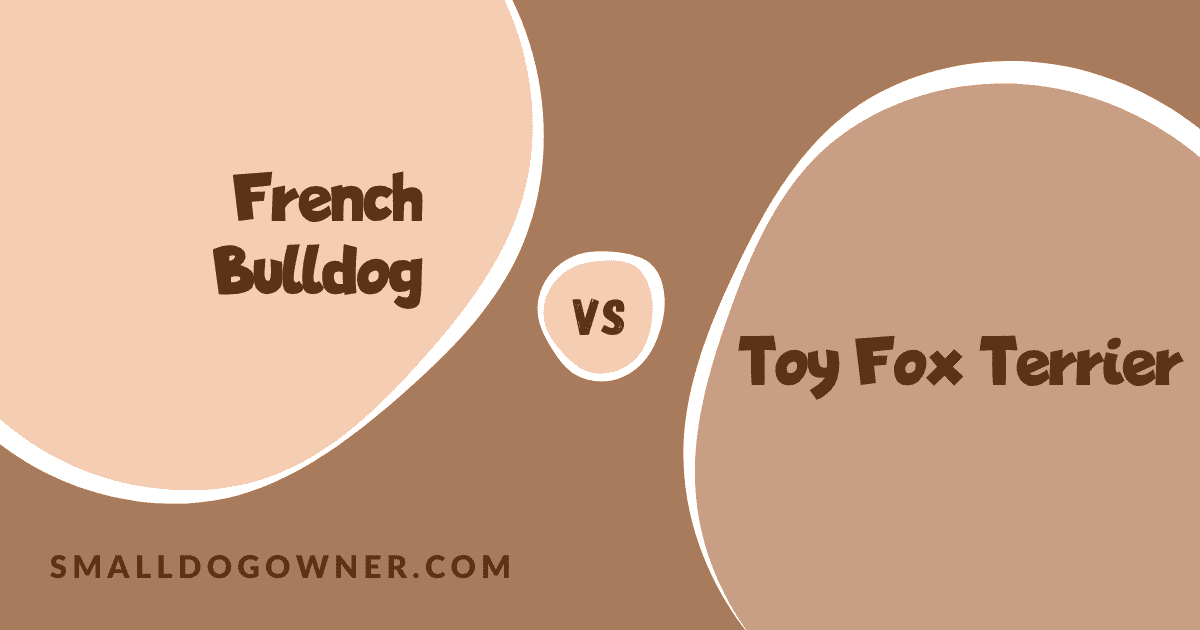 French Bulldog VS Toy Fox Terrier
